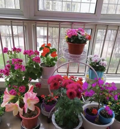 家庭养花用生根粉