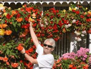 家庭养花用生根粉