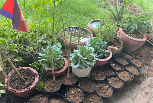 家庭养花用生根粉