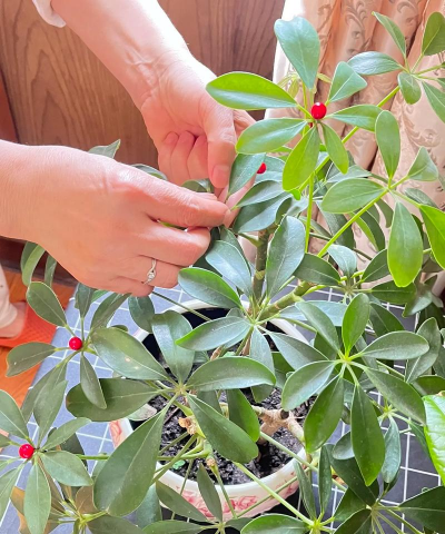 家庭养花用生根粉