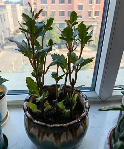 家庭养花用生根粉