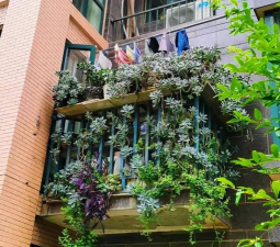 家庭养花用生根粉