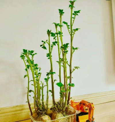 家庭养花用生根粉