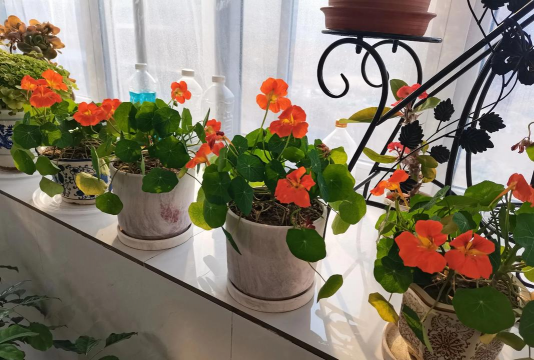 家庭养花用生根粉