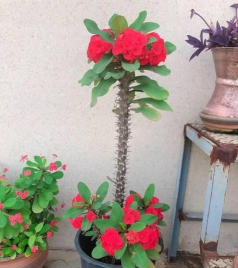 家庭养花用生根粉