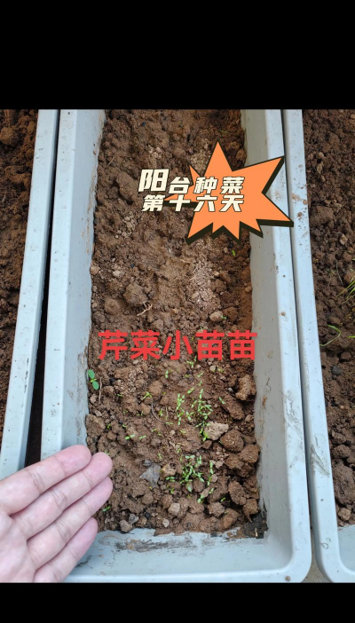 阳台如何种植小茴香