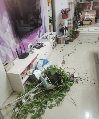 家庭养花用生根粉