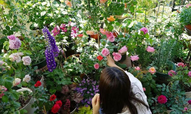 家庭养花用生根粉