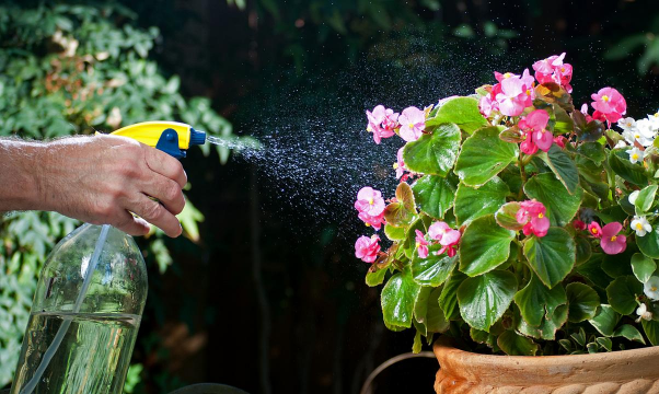 家庭养花用生根粉