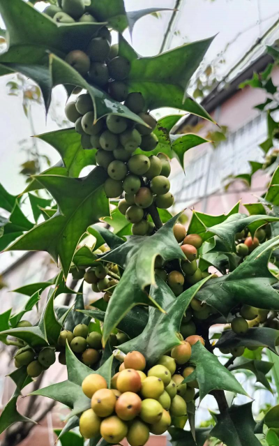 枸骨是种什么植物