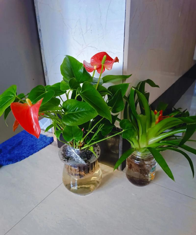 家庭养花用生根粉