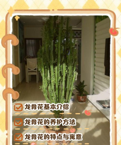 如何用骨头养花