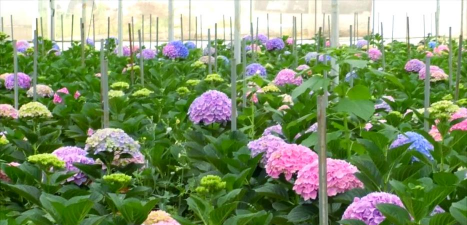 家庭养花用生根粉