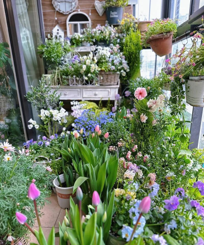 家庭养花用生根粉