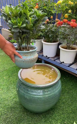 家庭养花用生根粉