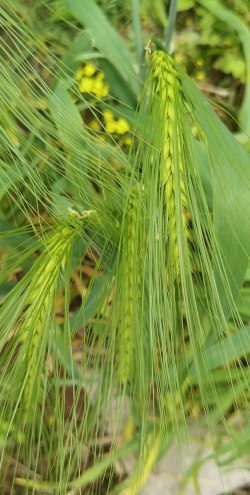 大麦子是什么植物