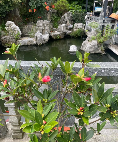 家庭养花用生根粉