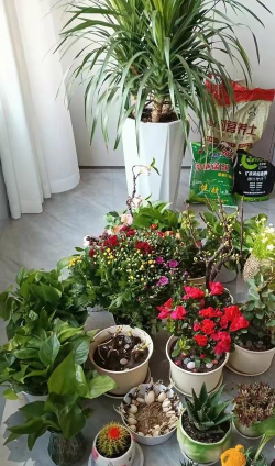 家庭养花用生根粉