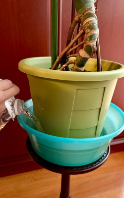 家庭养花用生根粉