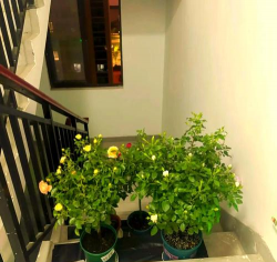 家庭养花用生根粉