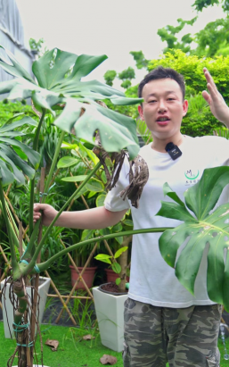 家庭养花用生根粉