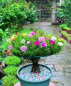 家庭养花用生根粉