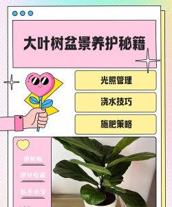 大叶如何做盆景