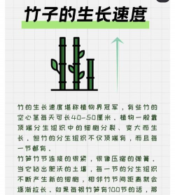 竹子怎么生长速度