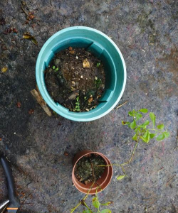 家庭养花用生根粉