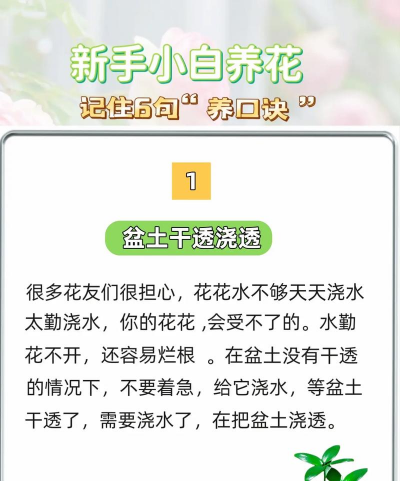 家庭养花用生根粉