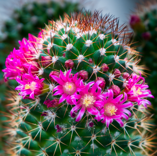 辣手怎么养花最好