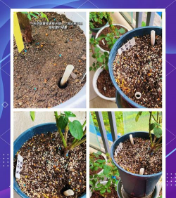 家庭养花用生根粉