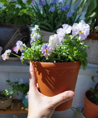 家庭养花用生根粉