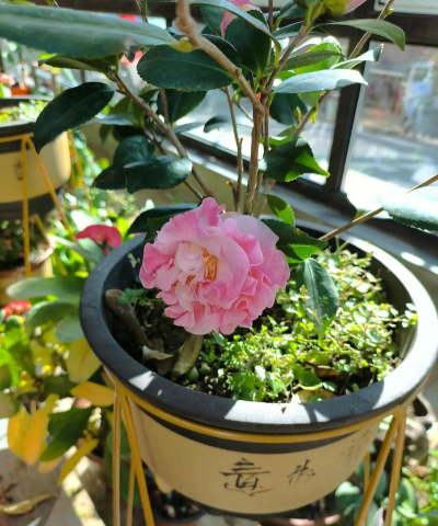 家庭养花用生根粉