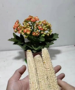 碎苞米芯养花