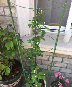 家庭养花用生根粉