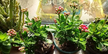 家庭养花用生根粉