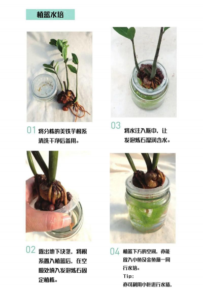 家庭养花用生根粉