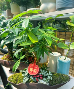 家庭养花用生根粉