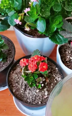 家庭养花用生根粉