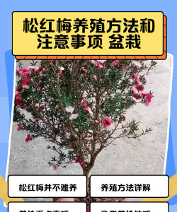 小红梅养花知识