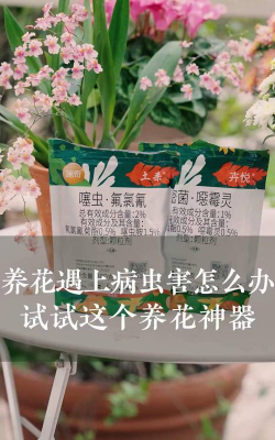 家庭养花用生根粉