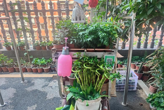 家庭养花用生根粉