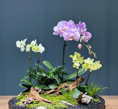 圆盘造型养花好吗