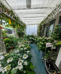 家庭养花用生根粉