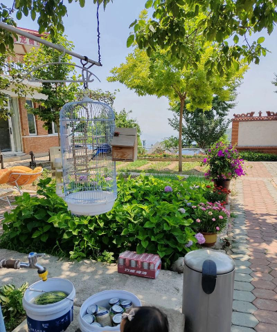 家庭养花用生根粉