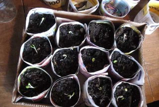 家庭养花用生根粉