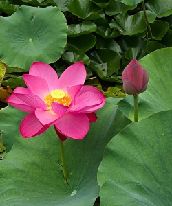 厦天的什么莲花