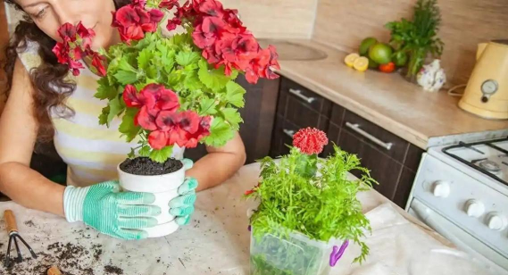 家庭养花用生根粉