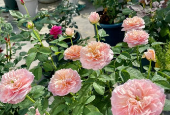 家庭养花用生根粉